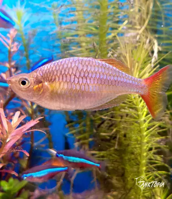 Tęczanka Neonowa