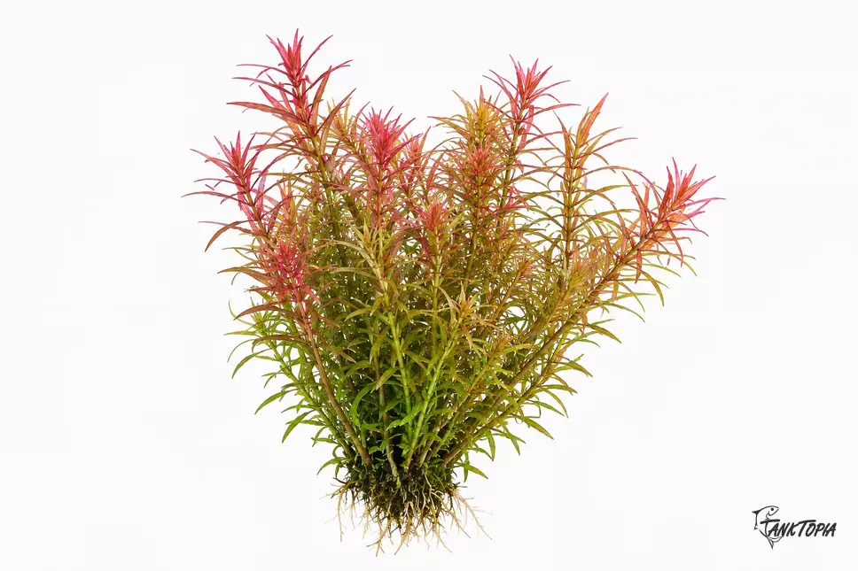 Rotala Wallichii